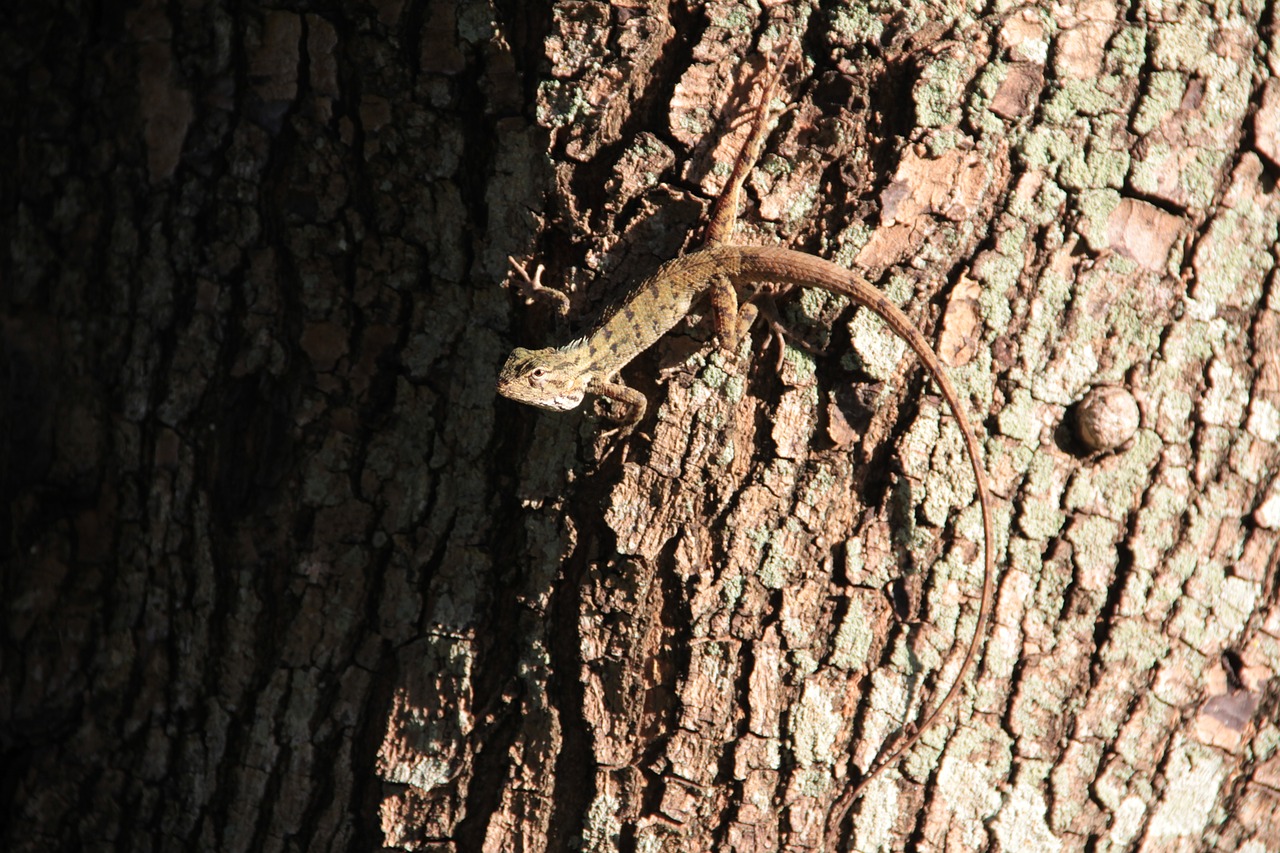 lizard  log  reptile free photo