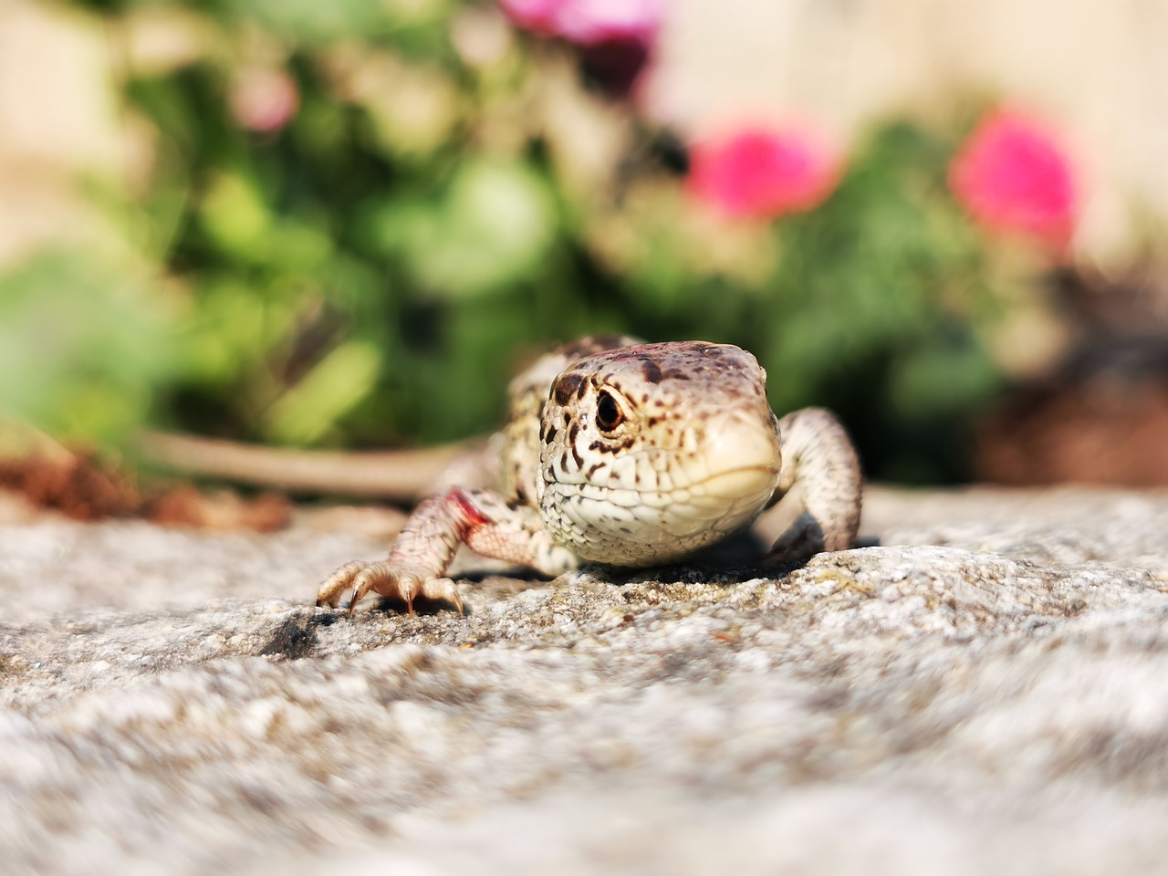 lizard  wall  stone free photo