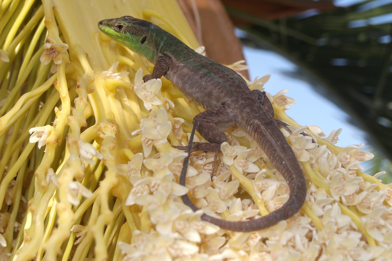 lizard gecko iguana free photo