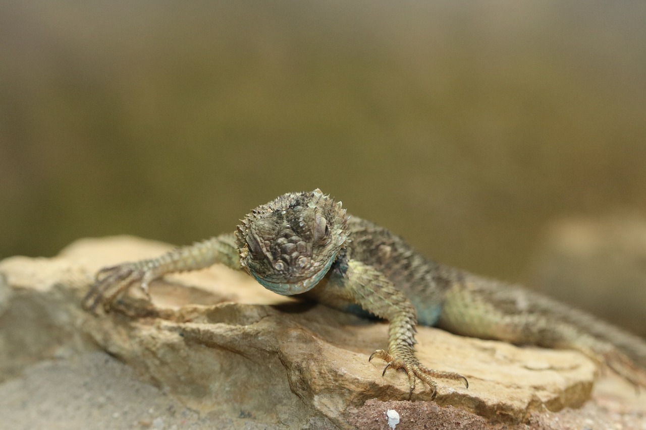 lizard  animal  reptile free photo