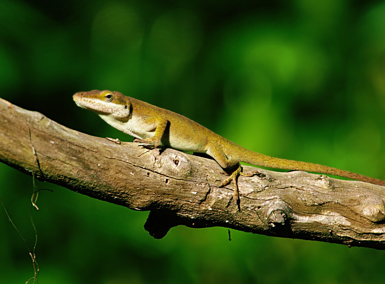 lizard animal reptile free photo