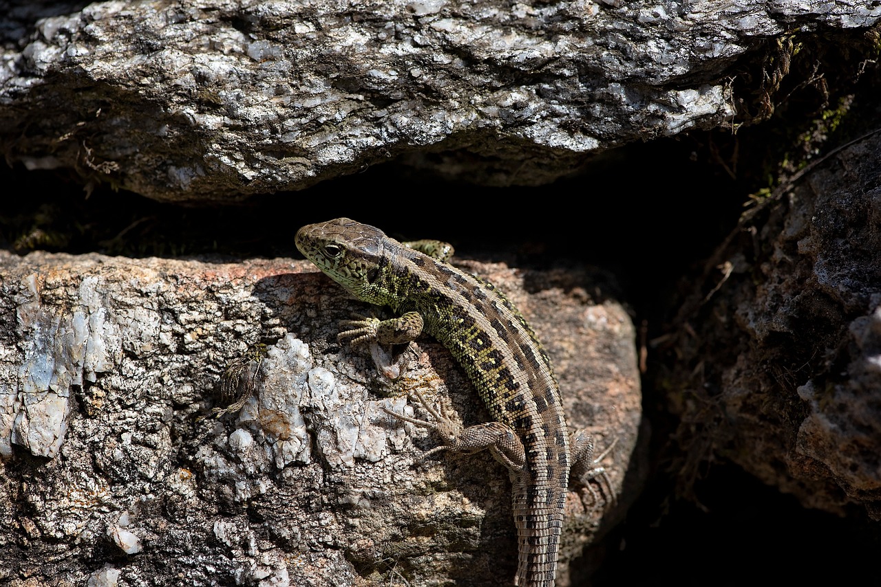 lizard  stones  stone wall free photo