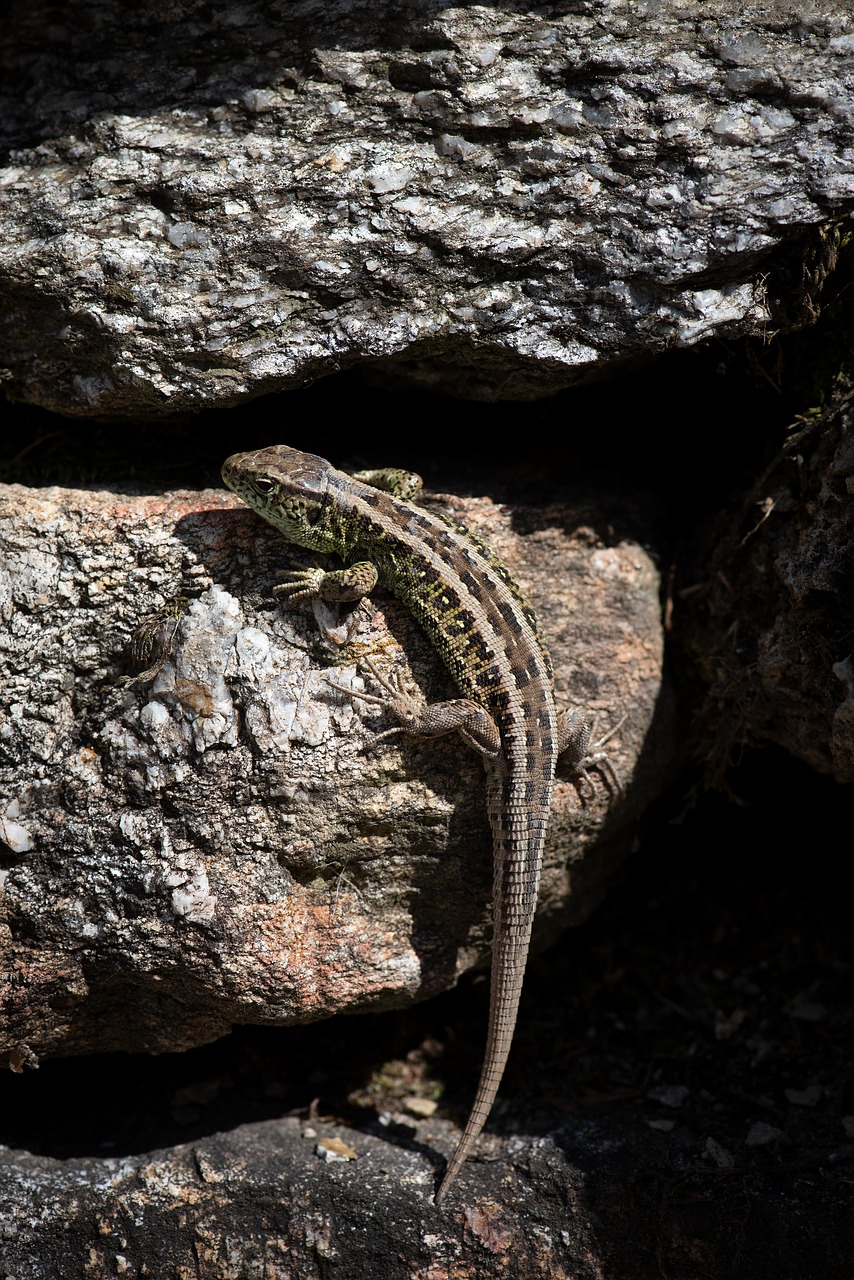 lizard  animal  reptile free photo