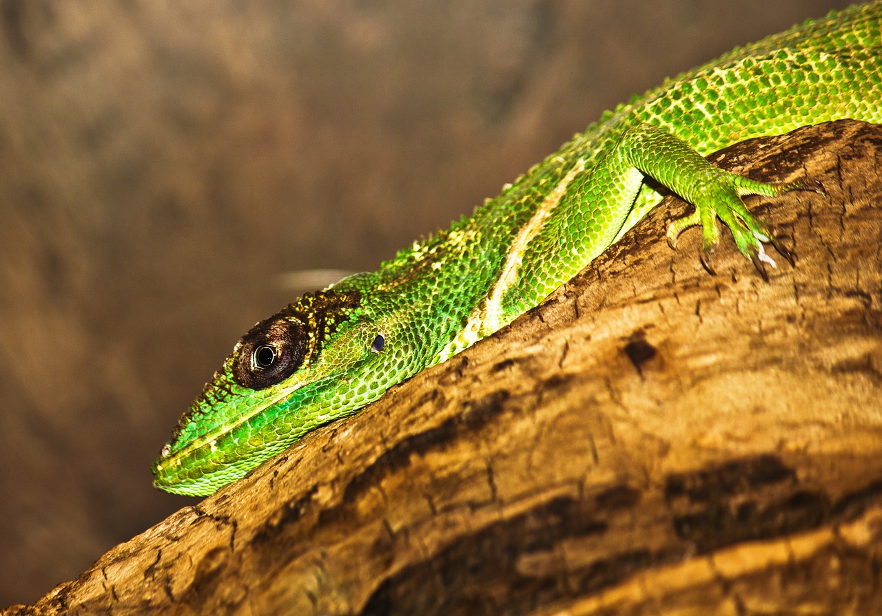 lizard  animal  reptile free photo