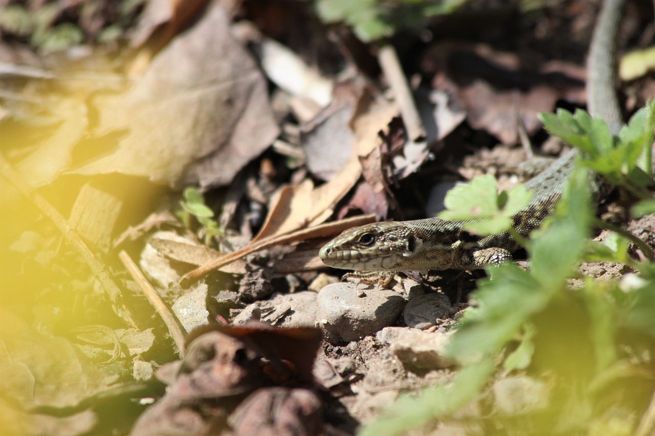 lizard  spring  garden free photo