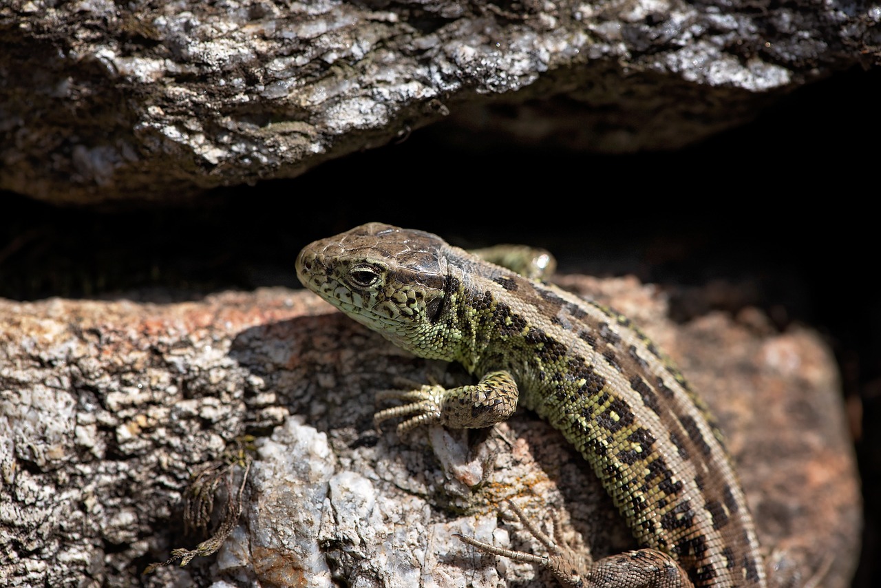 lizard  animal  stones free photo