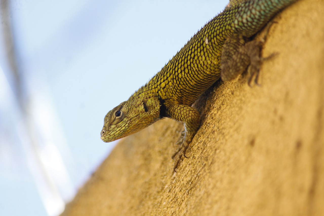 lizard  reptile  animal free photo