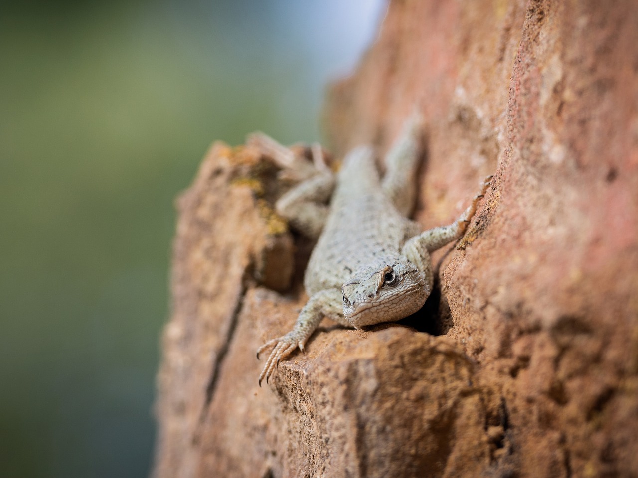 lizard  reptile  nature free photo