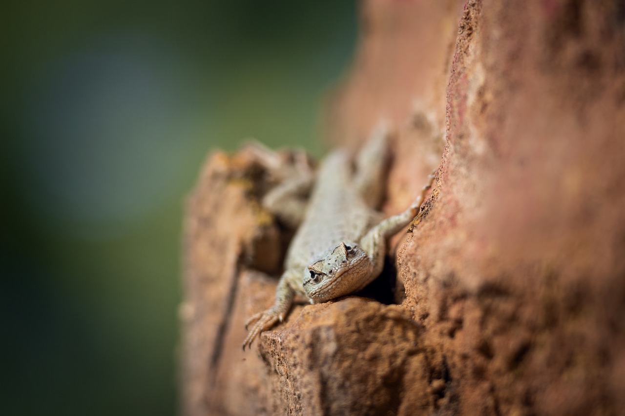 lizard  reptile  nature free photo