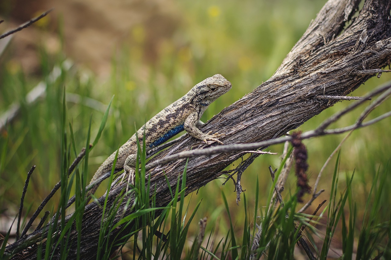 lizard  reptile  nature free photo