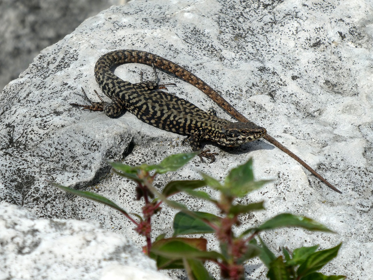 lizard  animal  stones free photo