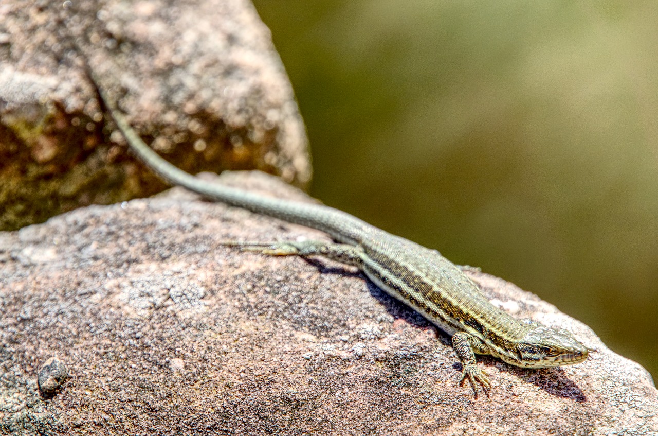 lizard  wall lizard  reptile free photo