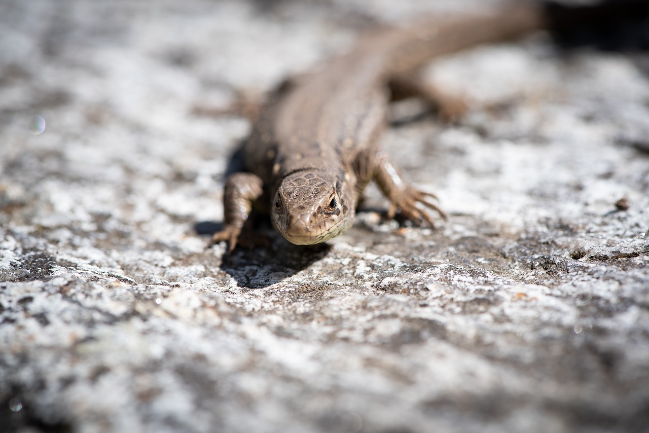 lizard  animal  stone free photo