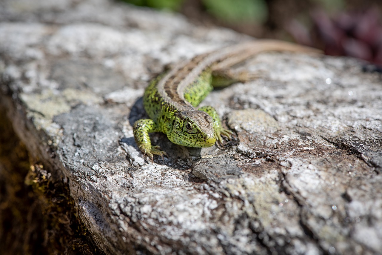 lizard  stone  green free photo