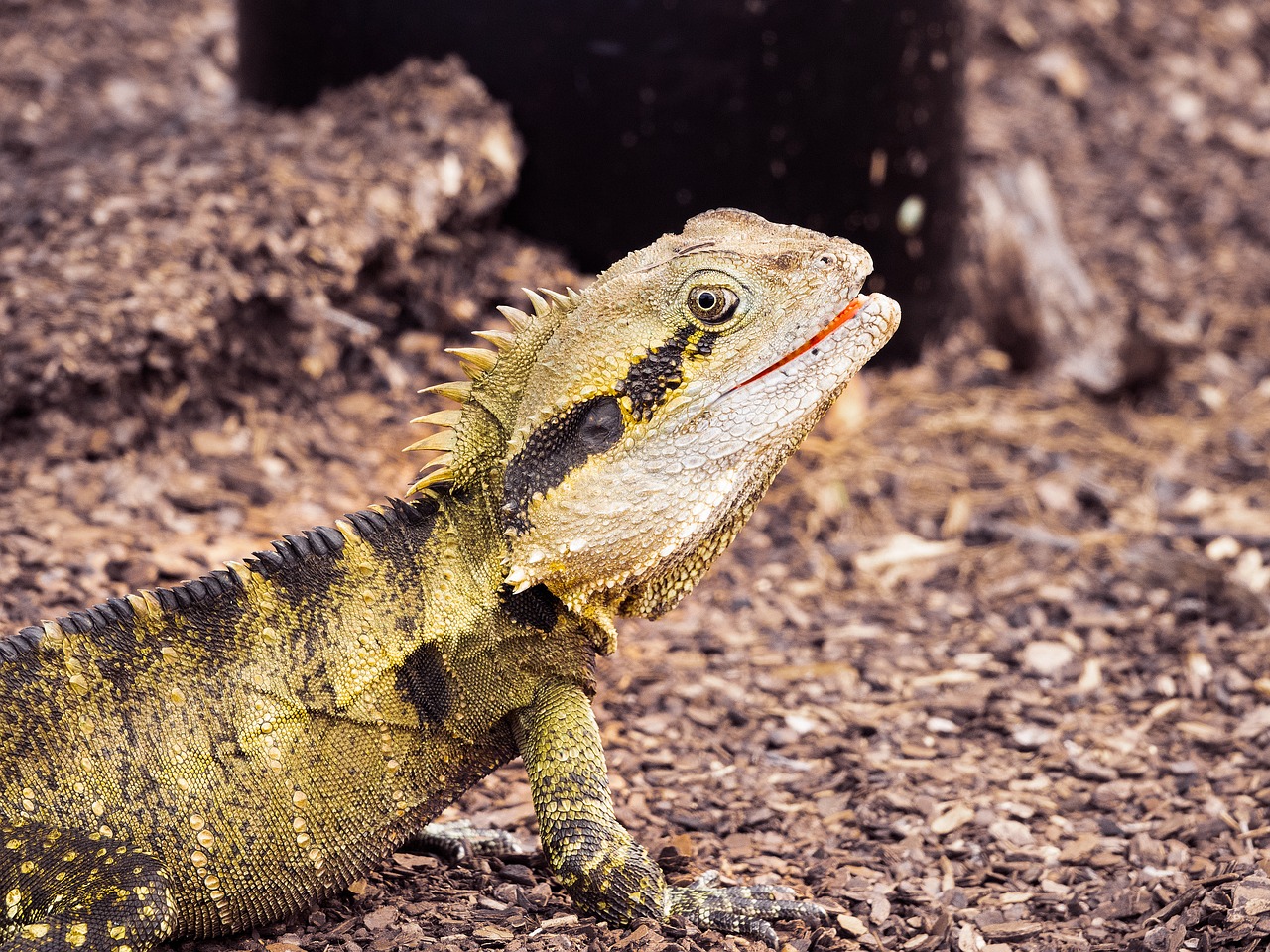 lizard  reptile  waterdragon free photo