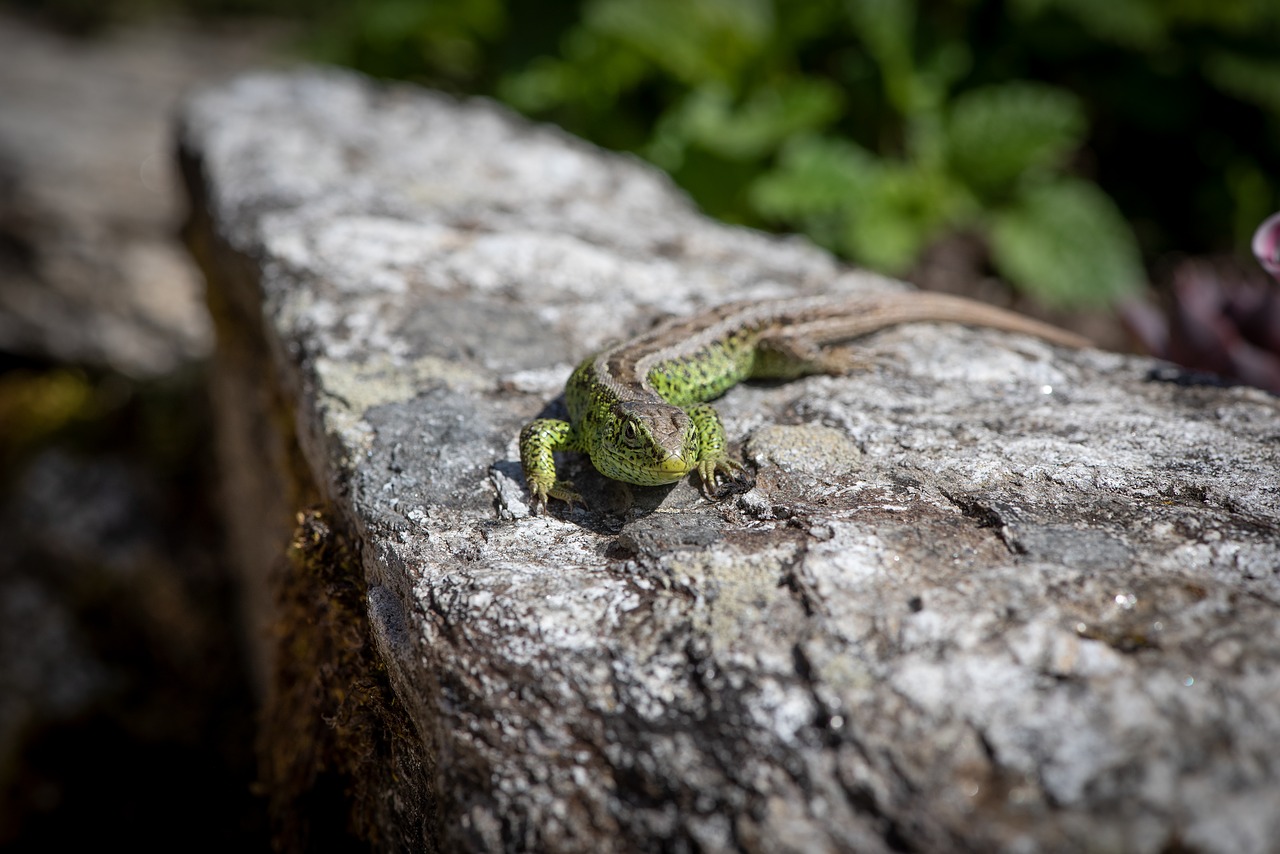 lizard  stone  green free photo