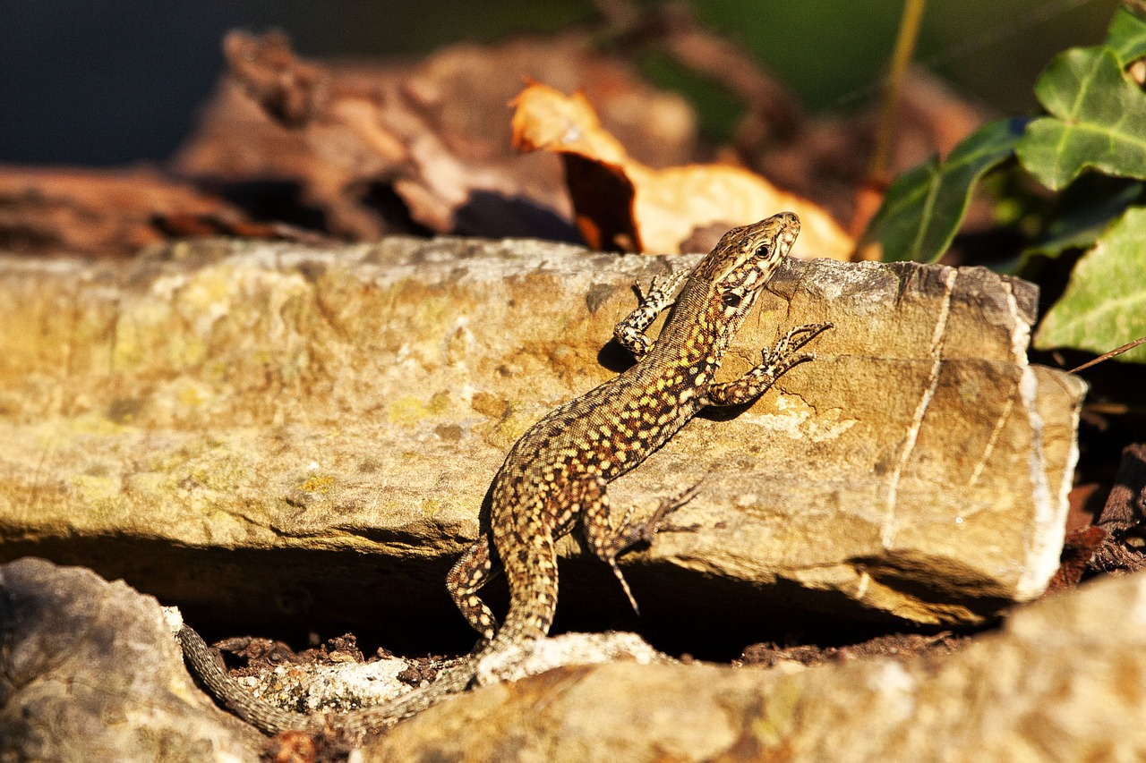 lizard  nature  animal free photo