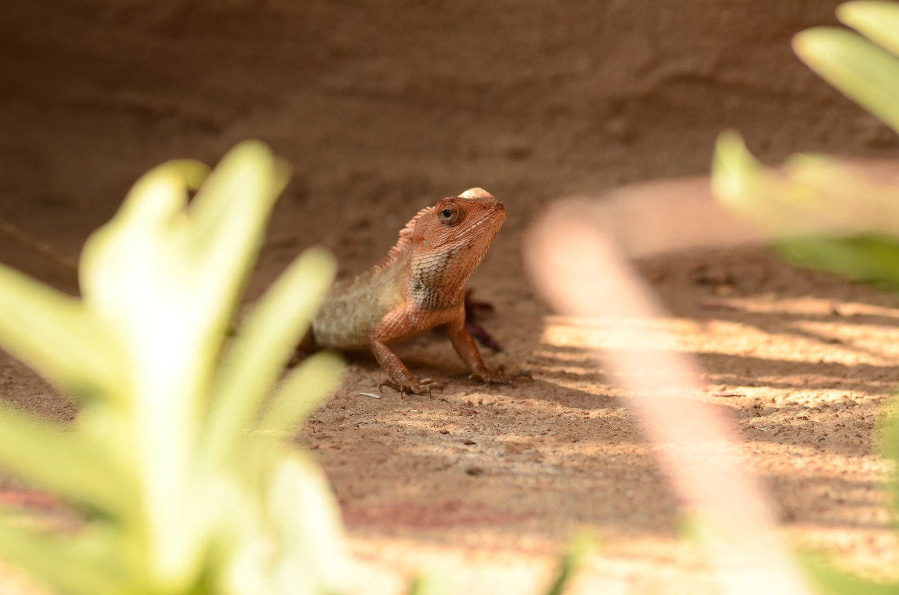 lizard  nature  animal free photo