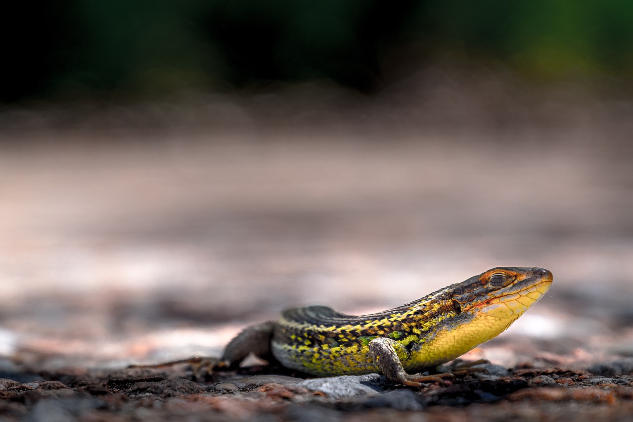 lizard  reptiles  moss free photo