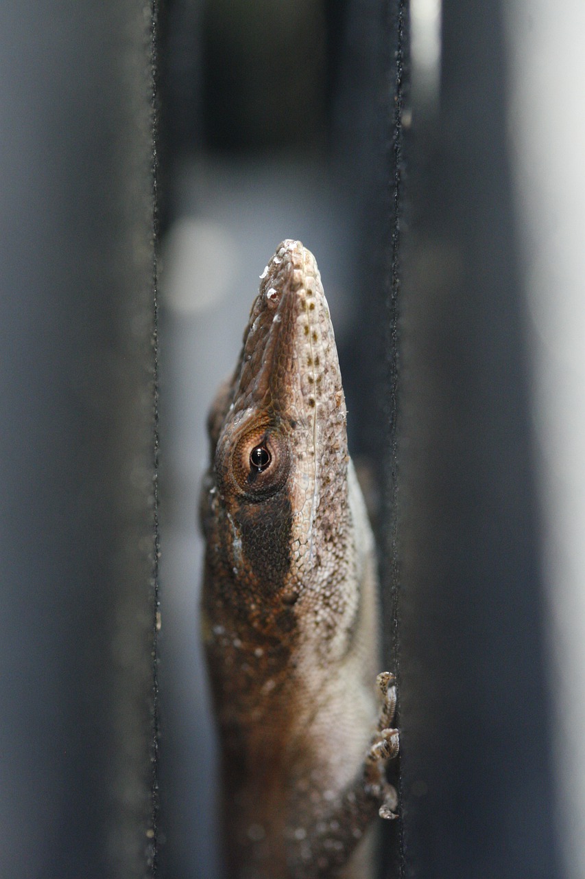 lizard  green anole  anole free photo