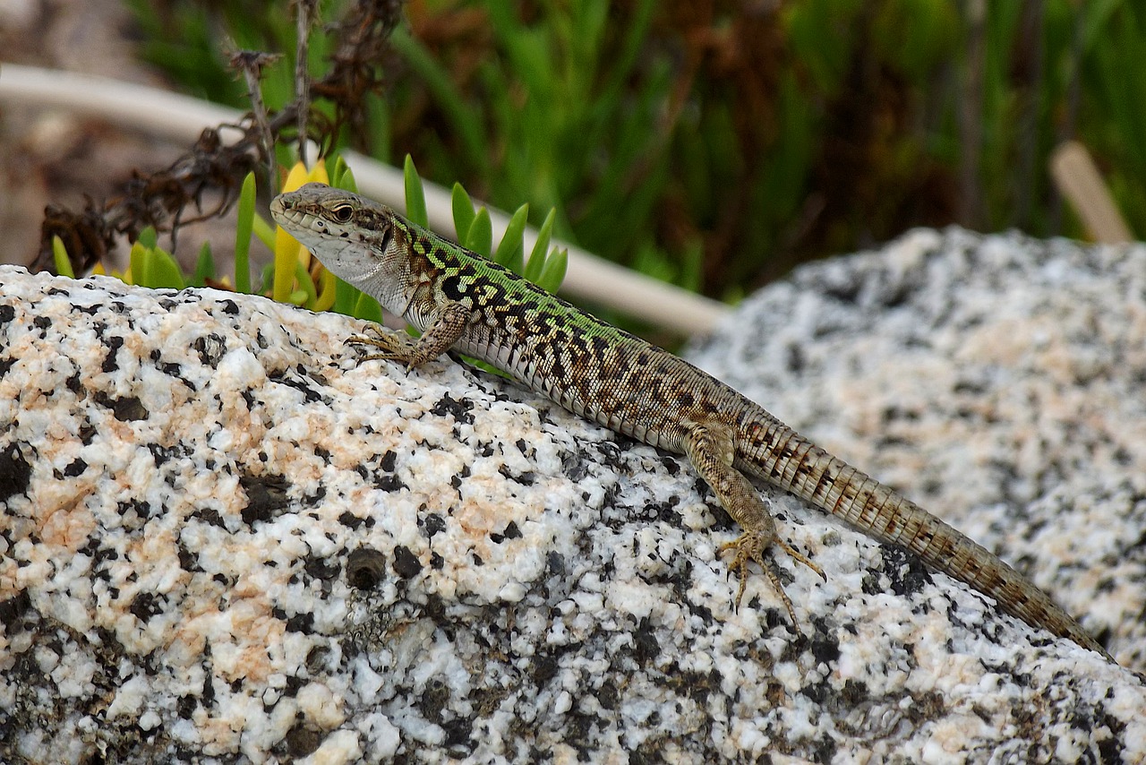 lizard  nature  reptile free photo