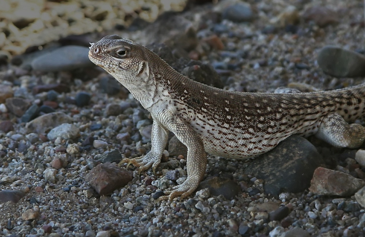 lizard desert reptile free photo