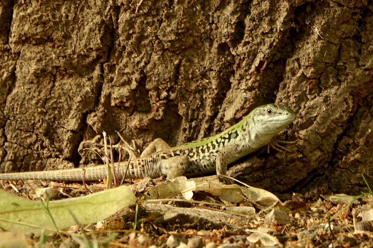 lizard  nature  reptile free photo
