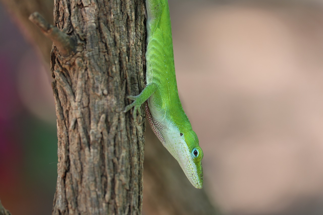 lizard  reptile  green and white free photo