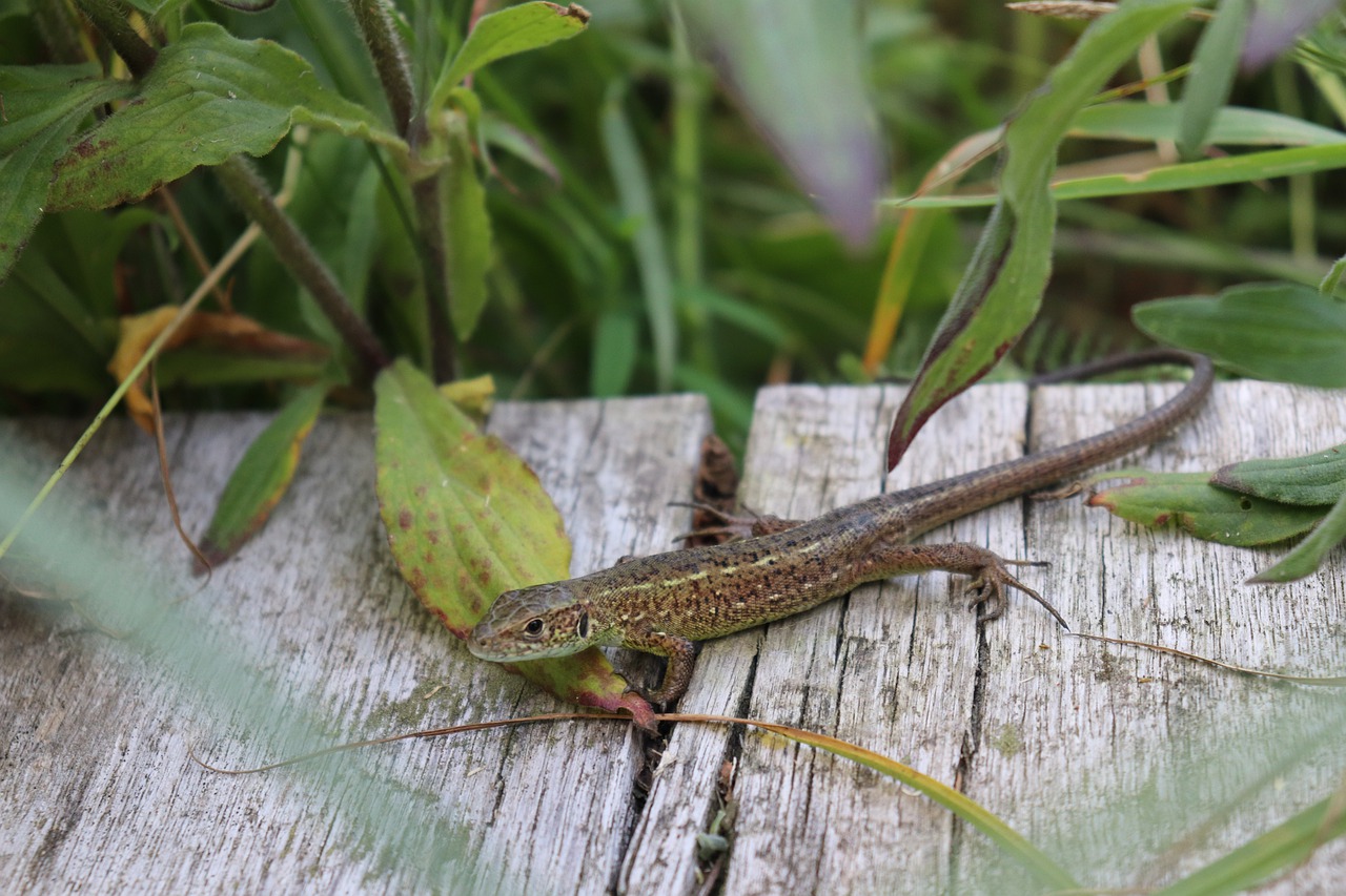 lizard  forest  nature free photo