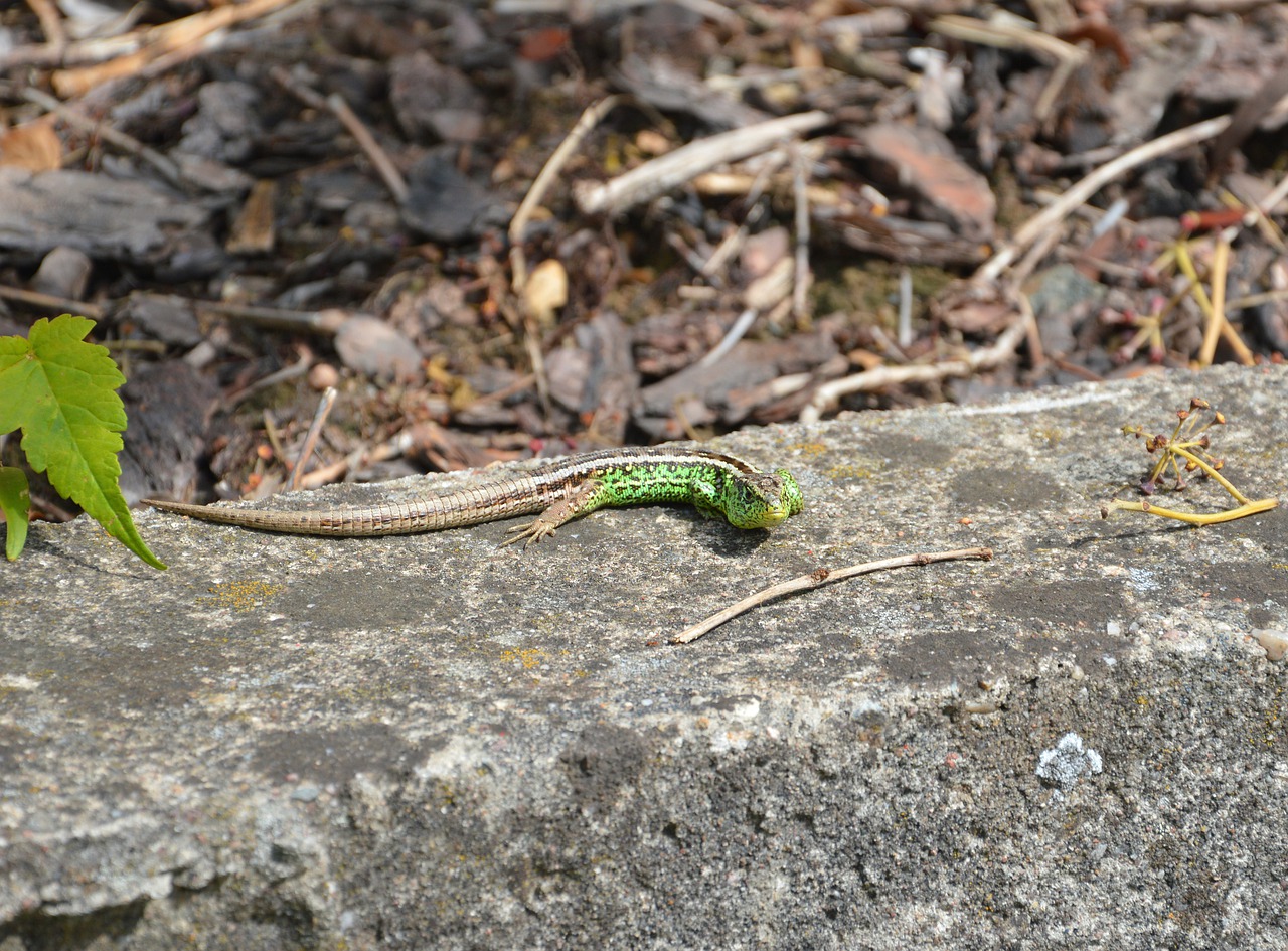 lizard  green  reptile free photo