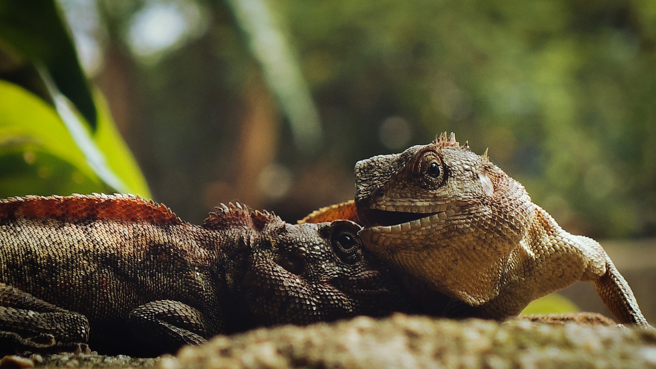 lizard  iguana  close up free photo