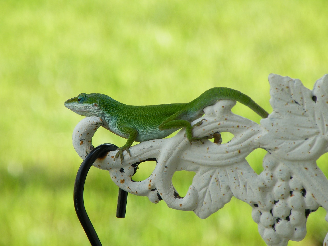 lizard reptile green free photo