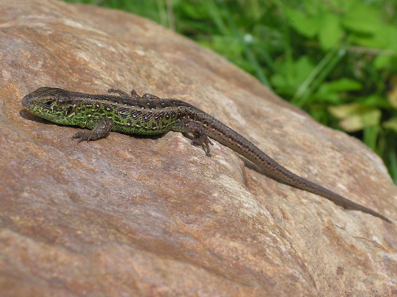 lizard male wild free photo