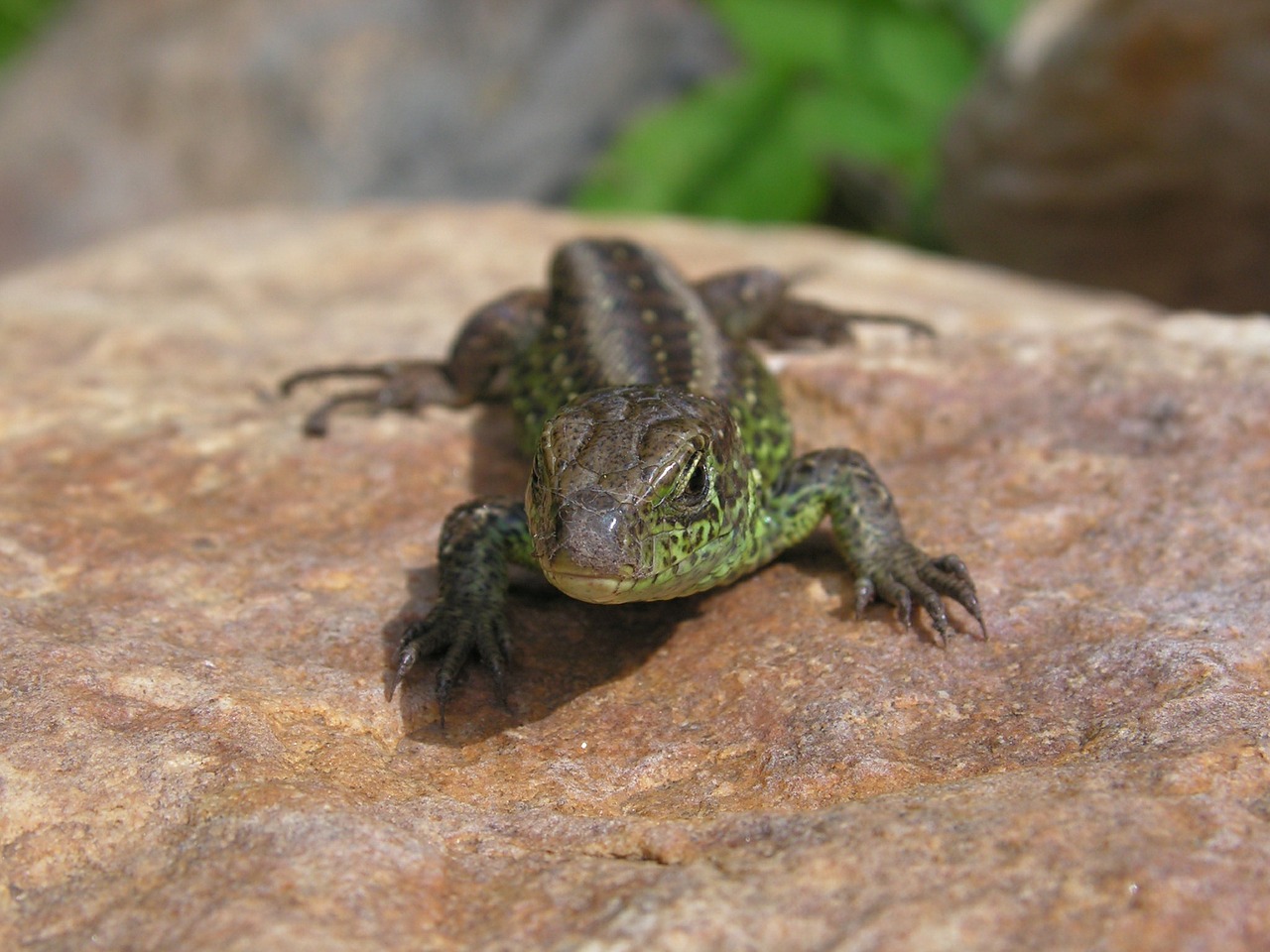 lizard wild general free photo