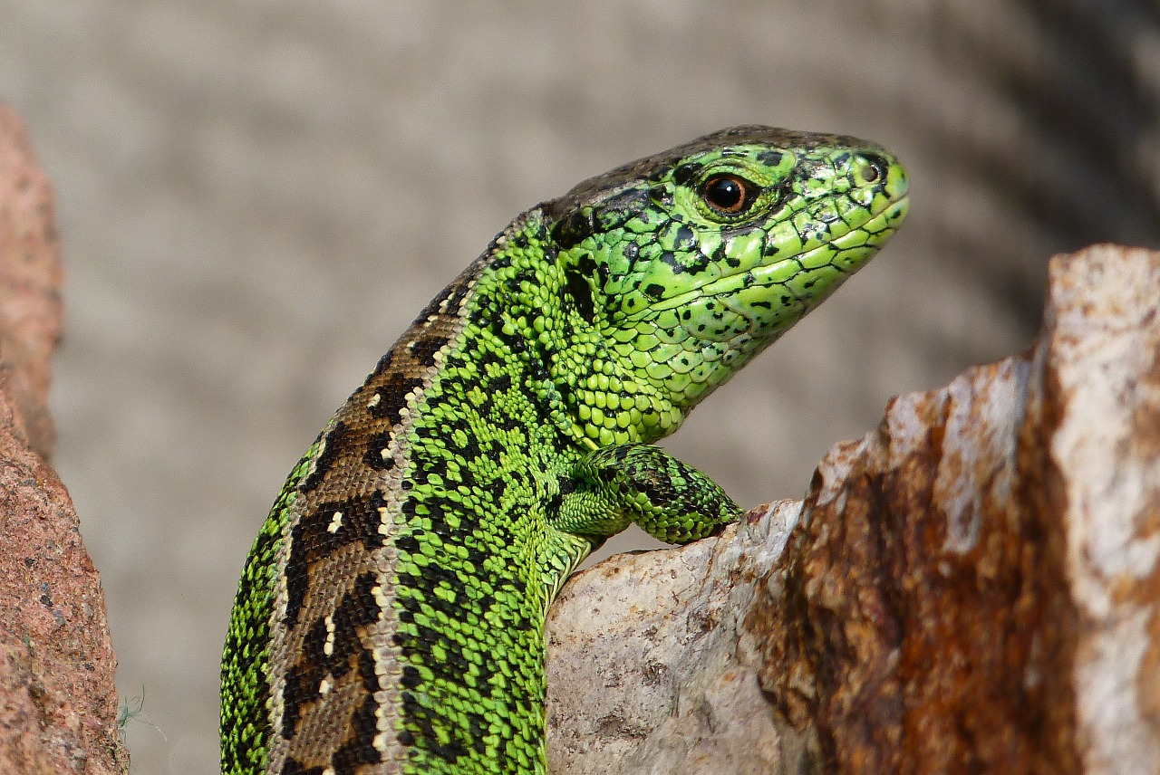 lizard animal summer free photo