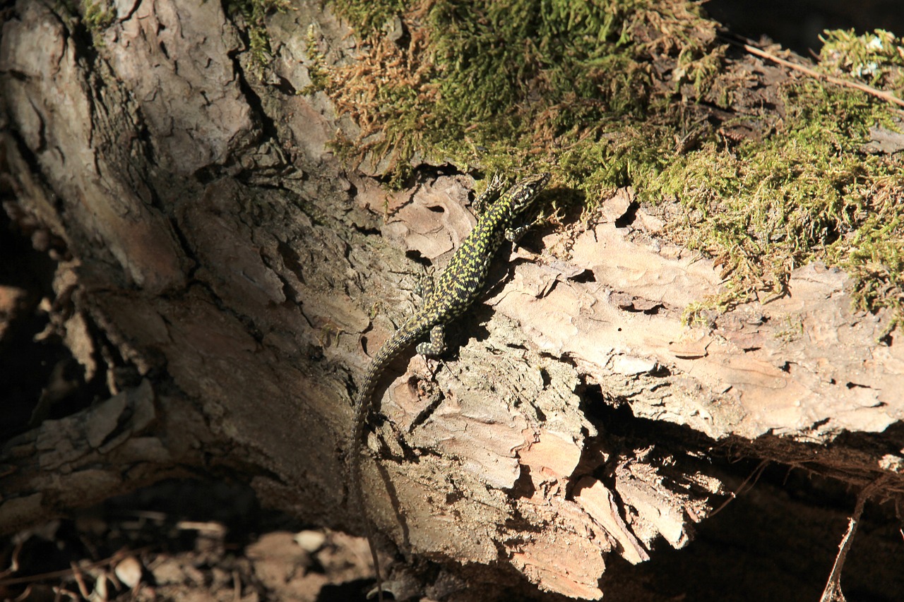 lizard tribe log free photo