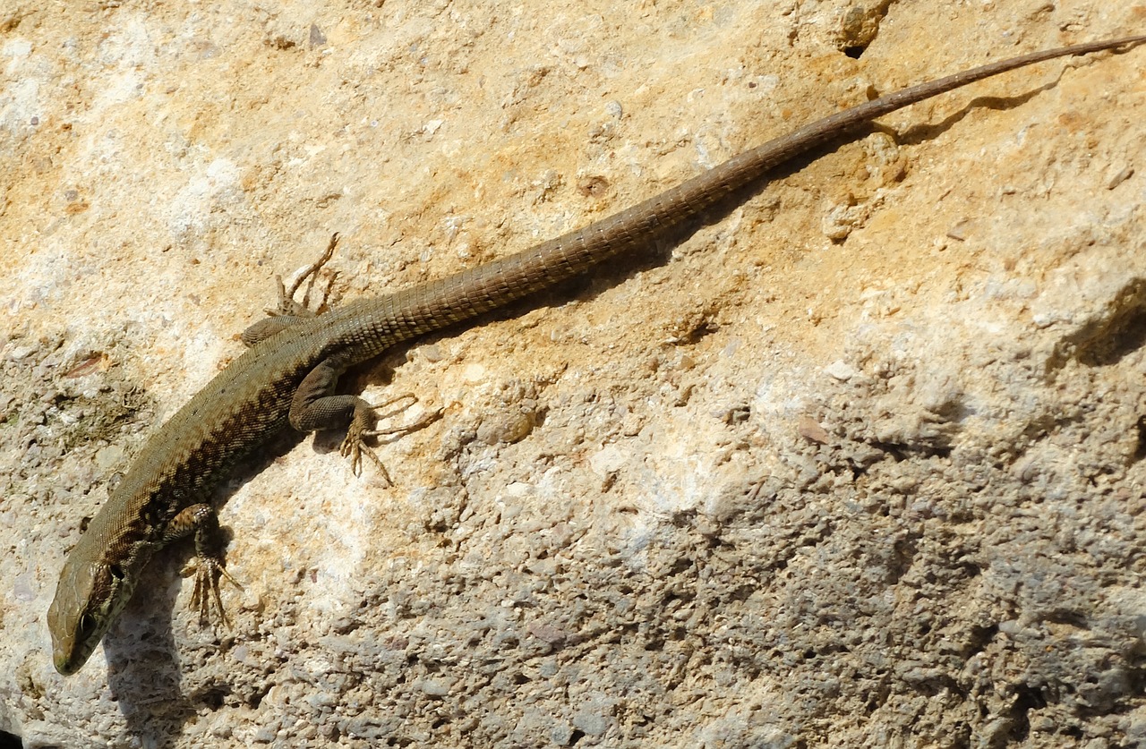 lizard stone reptile free photo