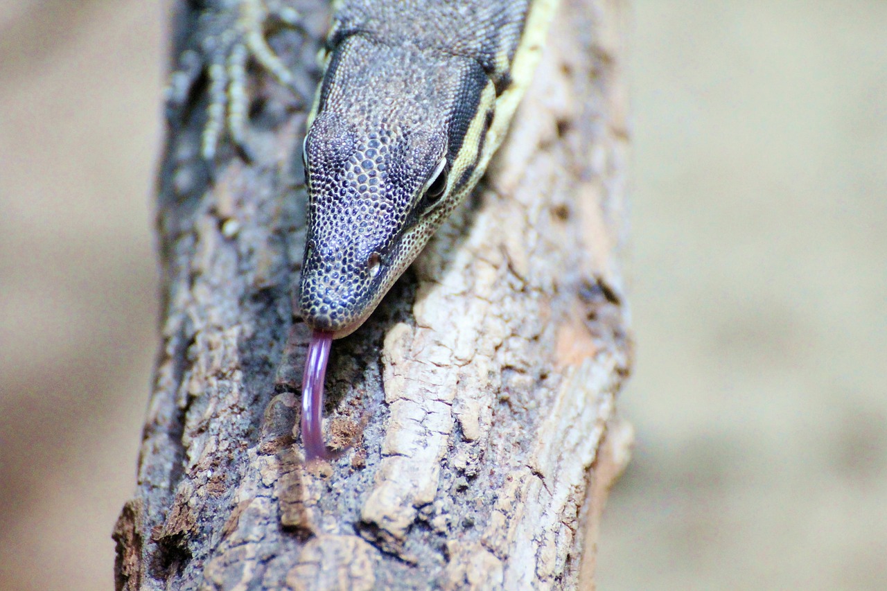 lizard iguana camouflage free photo