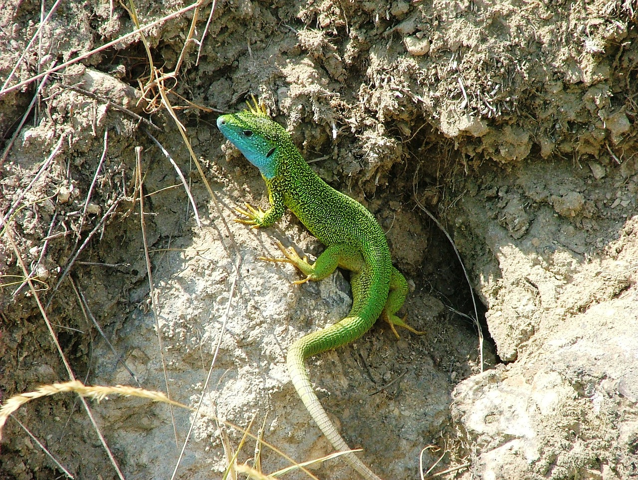 lizard green animal free photo