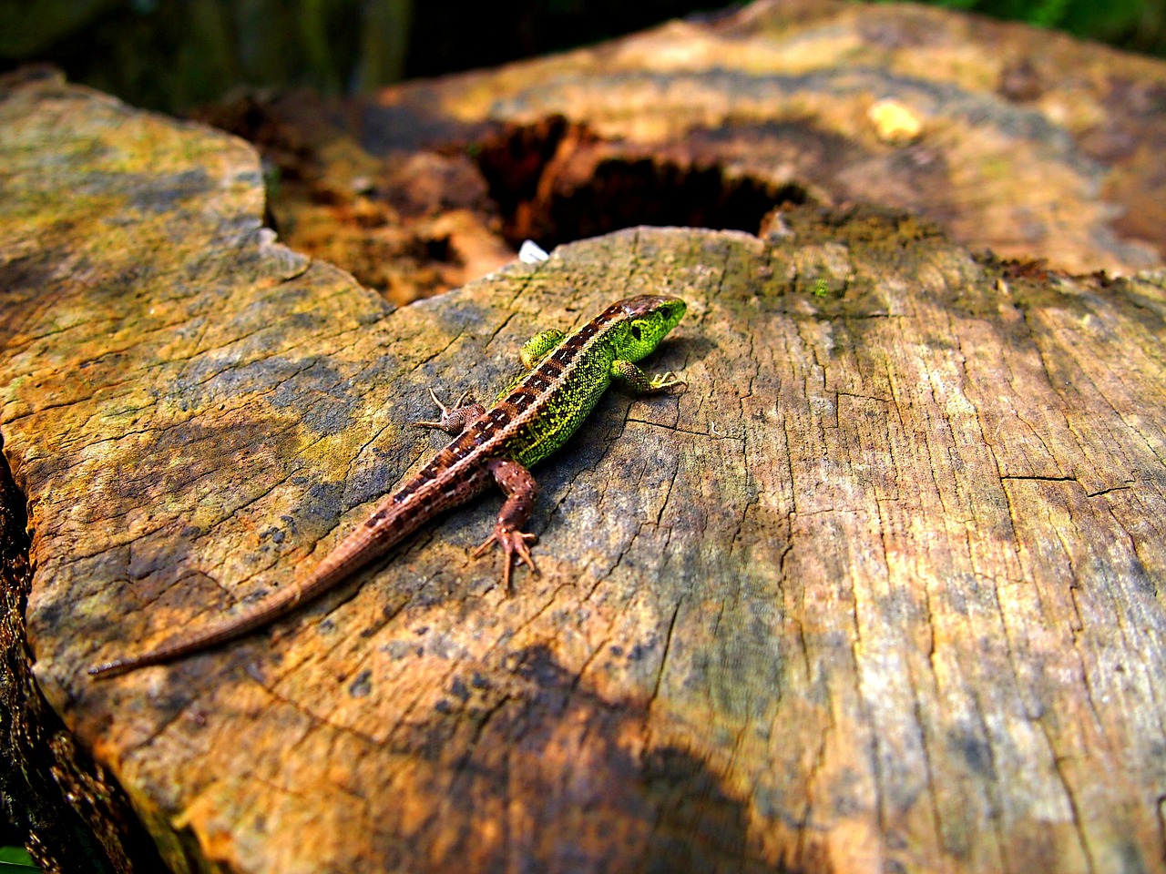 lizard autumn forest free photo