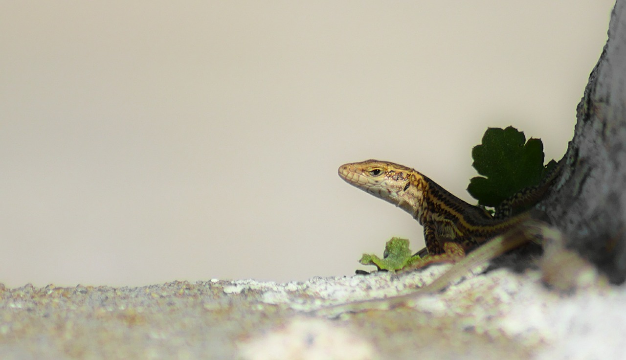 lizard reptile small free photo