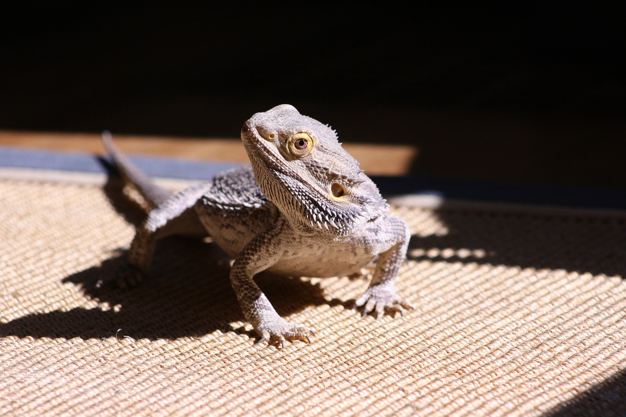 lizard bearded dragon reptile free photo