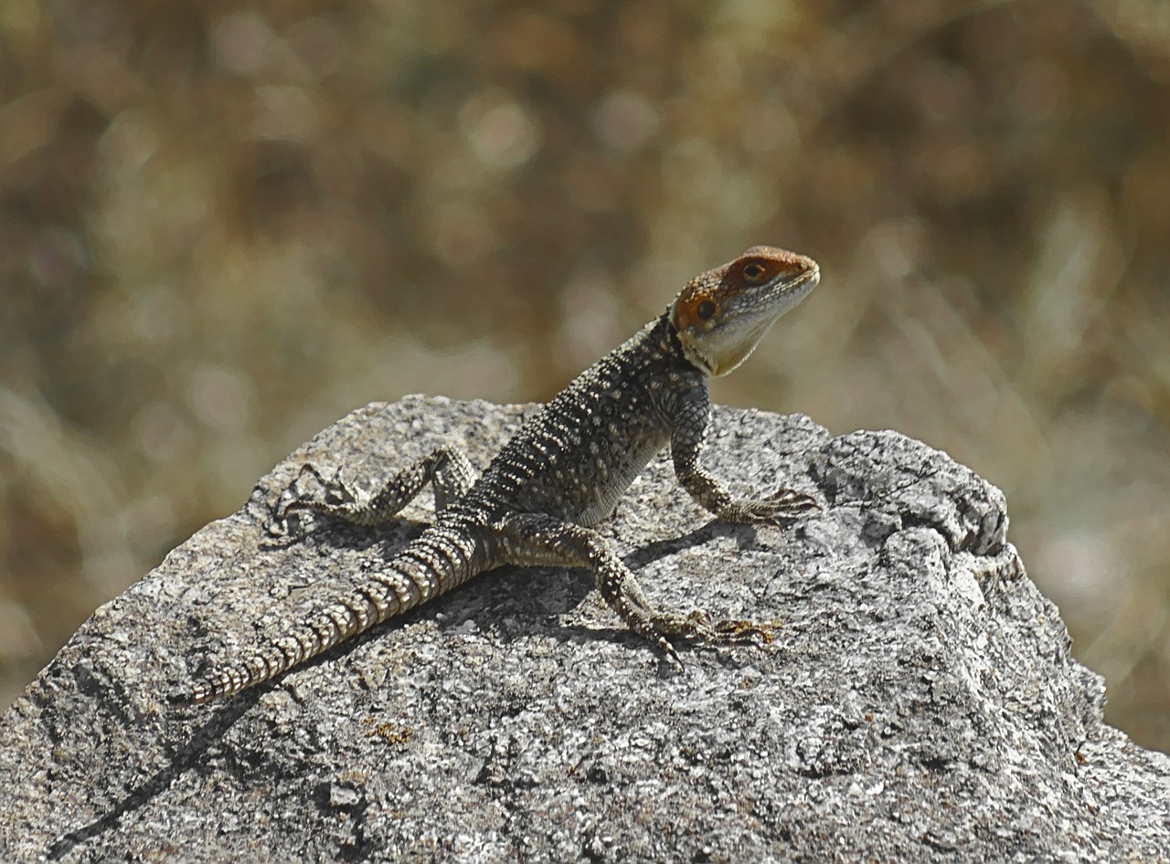 lizard reptile wild free photo