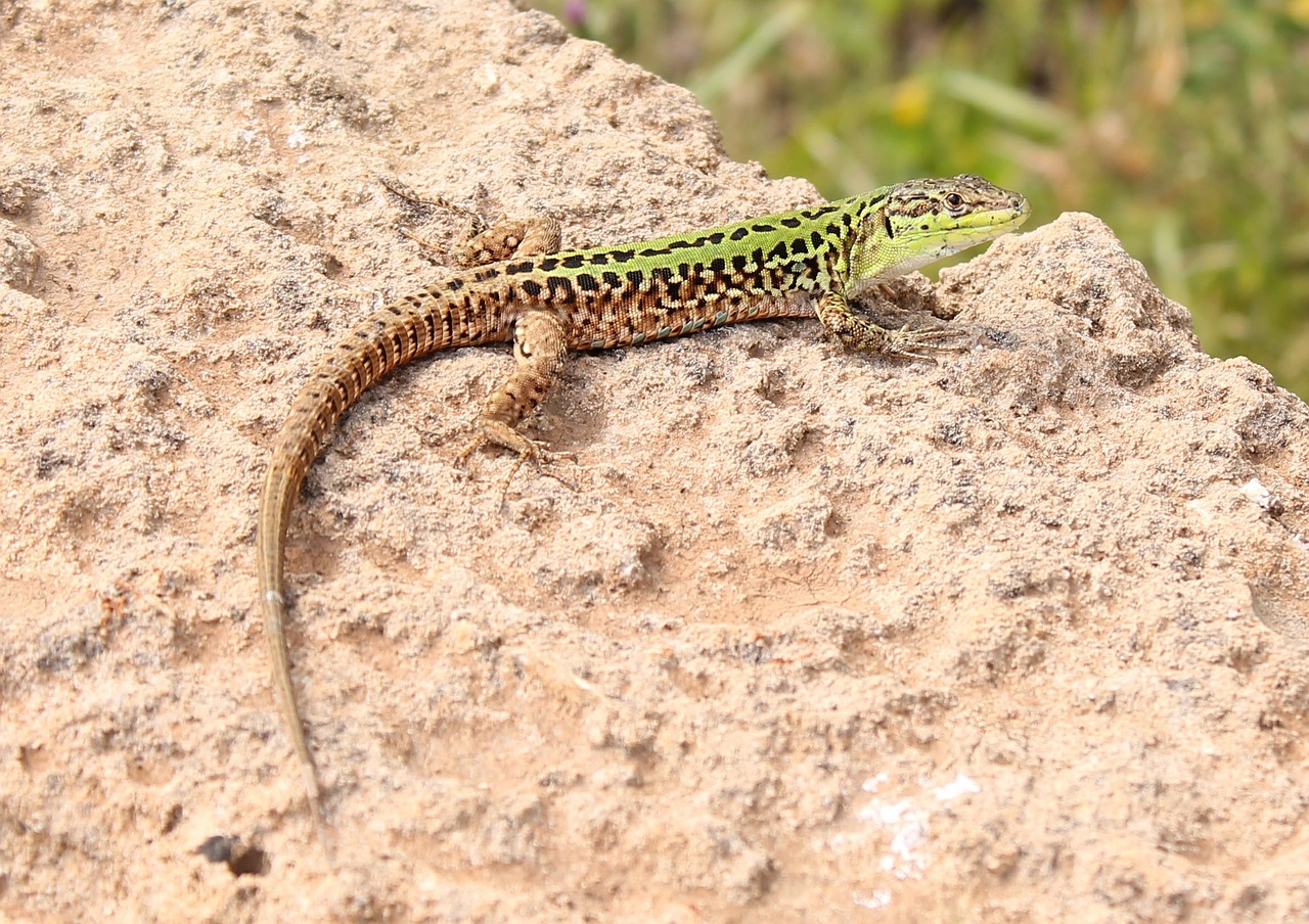 lizard reptile animal free photo