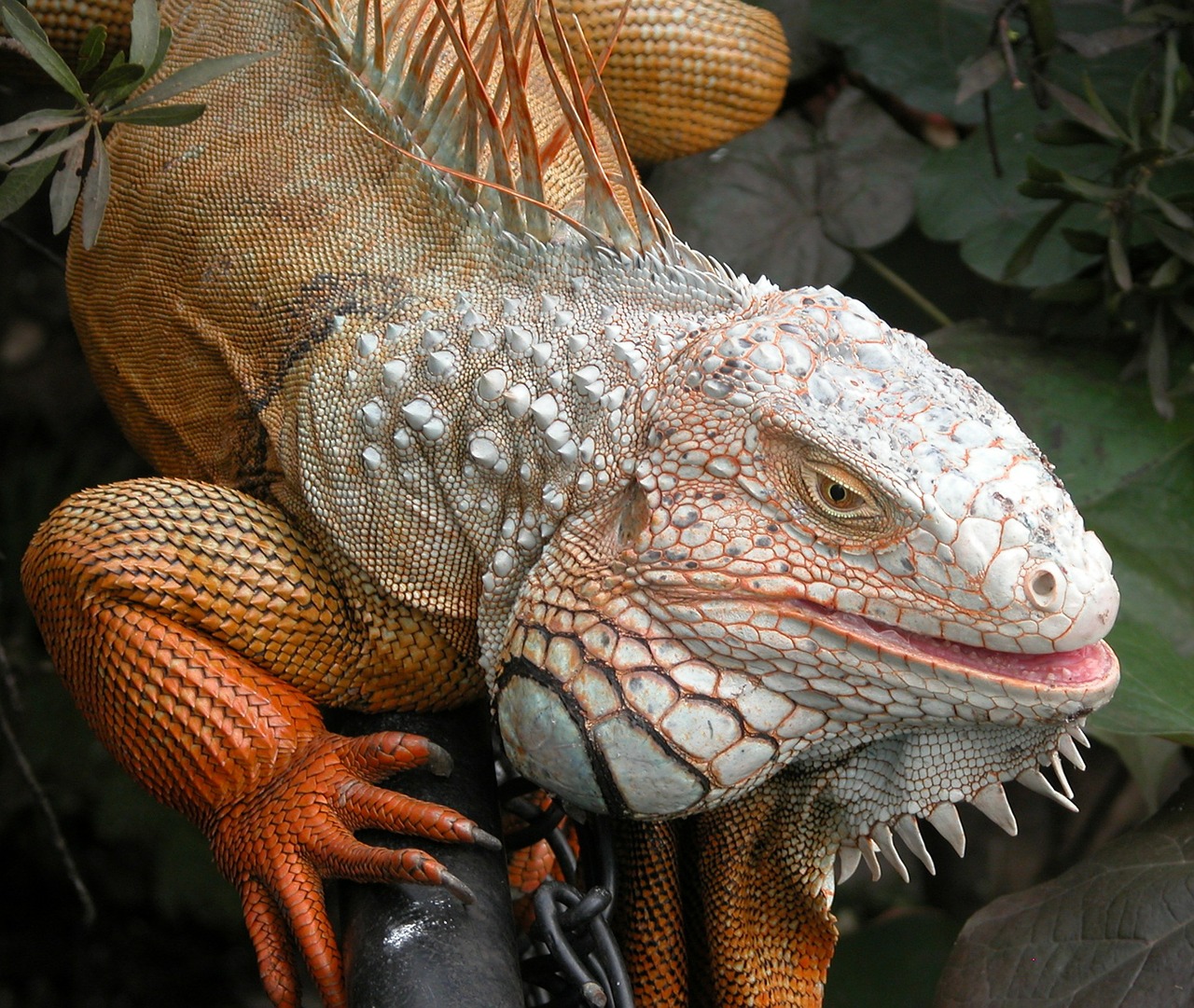 lizard tropical colorful free photo