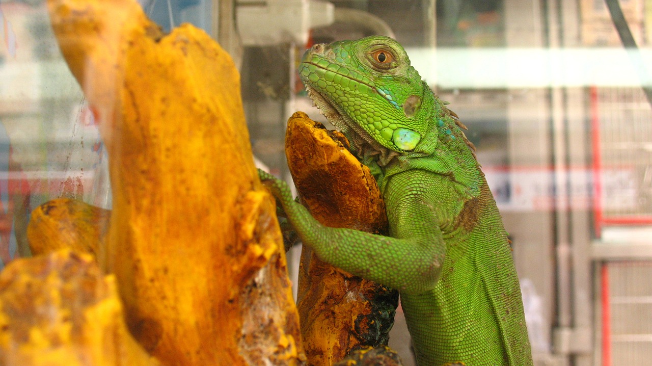 lizard terrarium reptile free photo