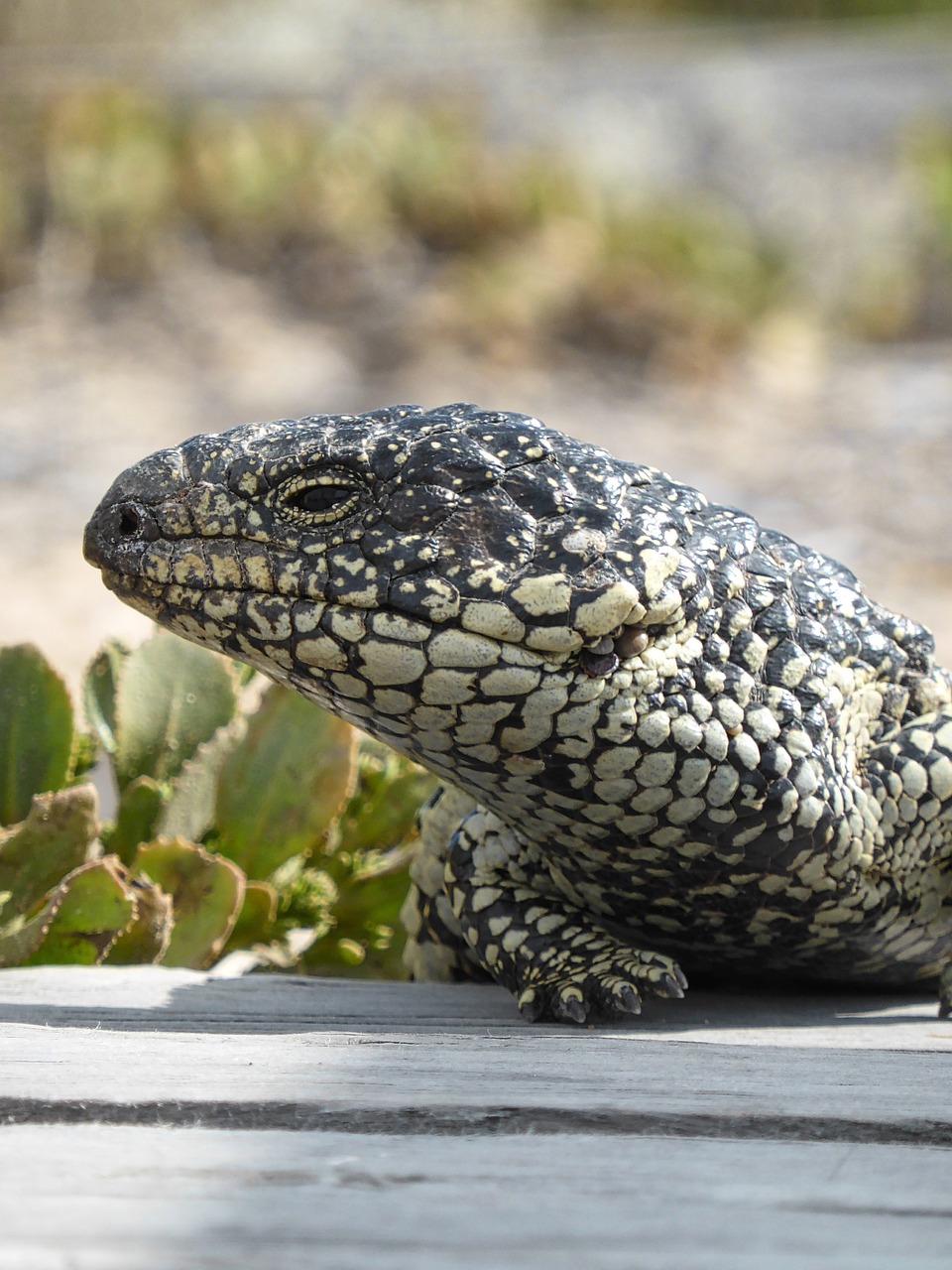 lizard blue tongue shingleback free photo