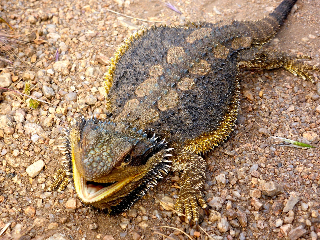 lizard bearded dragon australian free photo