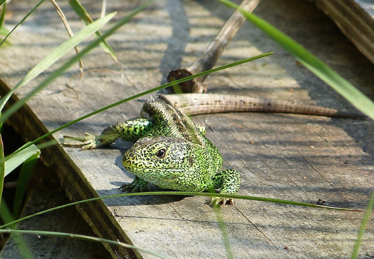 lizard reptile green free photo