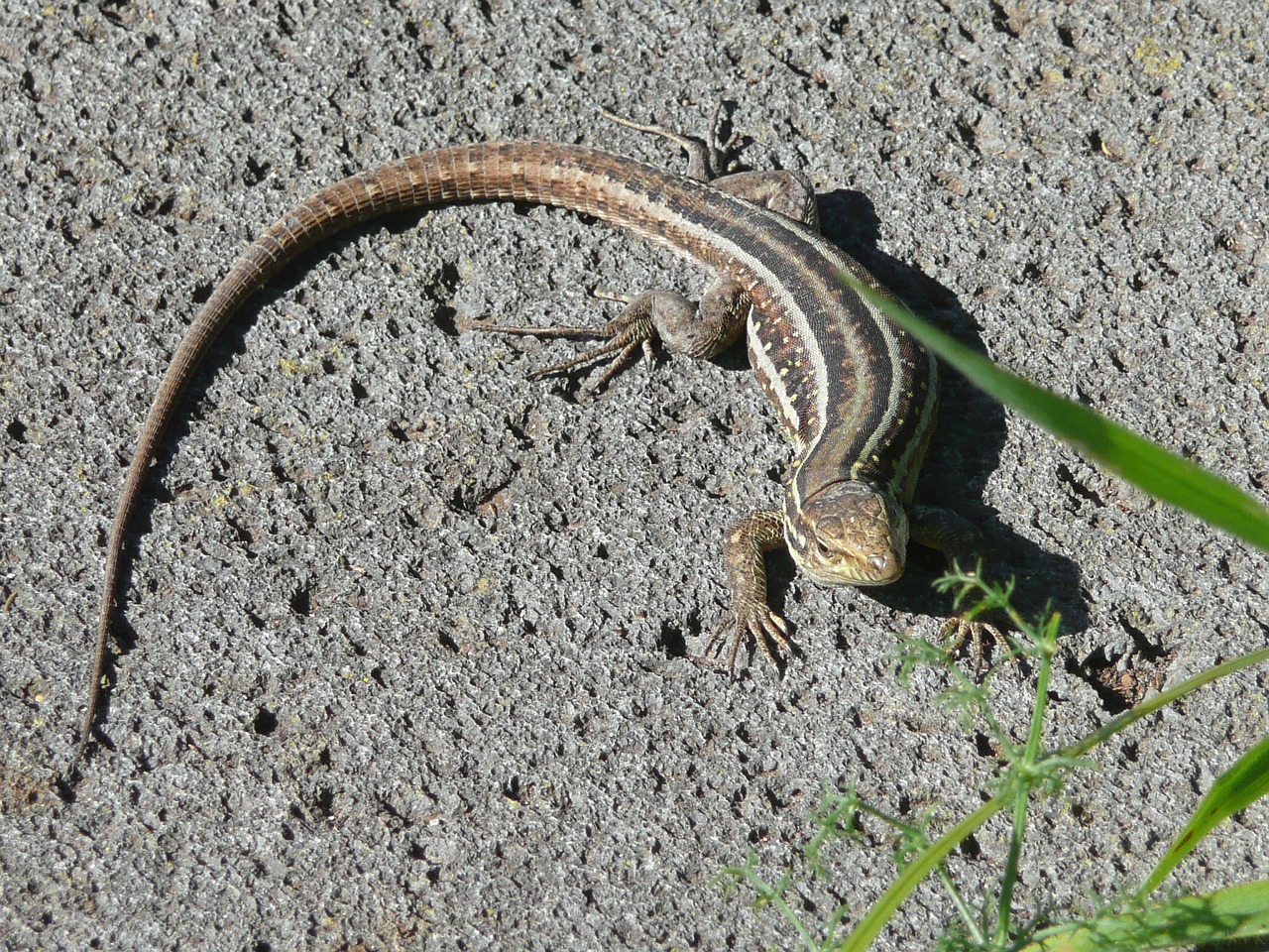 lizard stripes reptile free photo